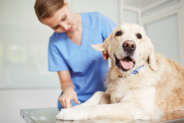 Dog during a veterinary checkup